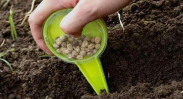 Jak zasadit hrášek na okenní parapet doma